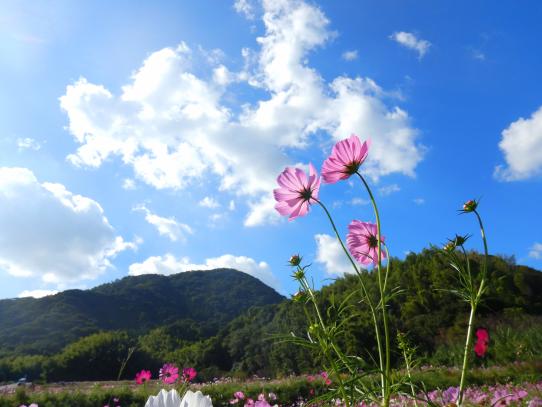 今津コスモス広場　花摘みイベント-4