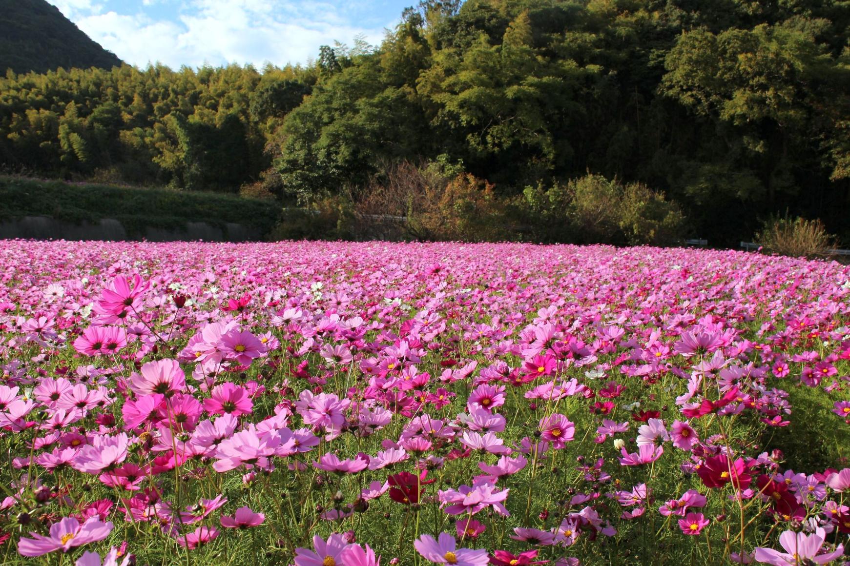 今津コスモス広場　花摘みイベント-1