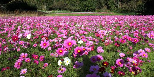 今津コスモス広場　花摘みイベント-2