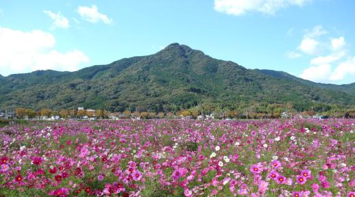 吉武高木遺跡「やよいの風公園」コスモスまつり-0