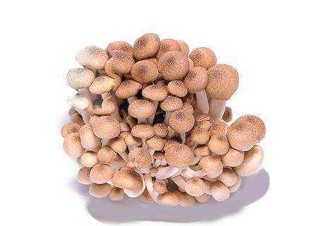 博多ぶなしめじ-1