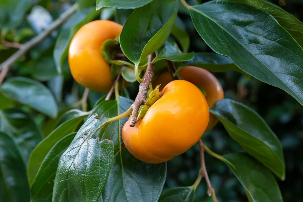 石井農園（うきは市）-1