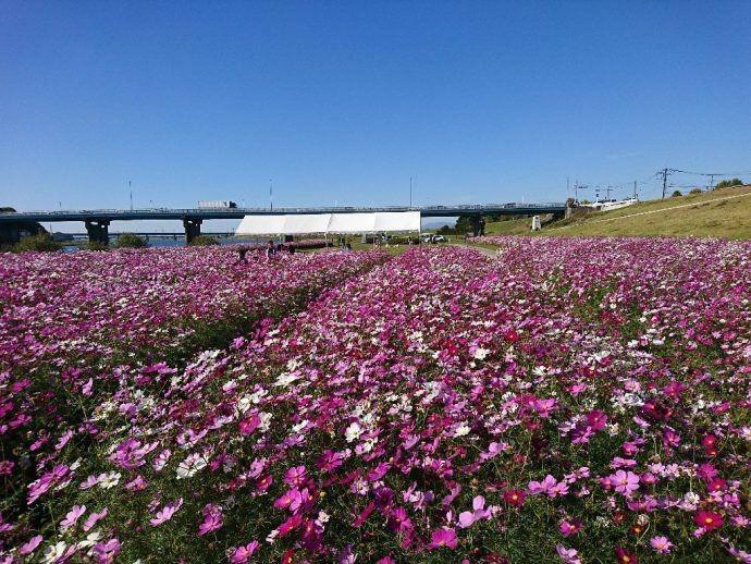 リバーサイドパーク小森野地区（久留米市）