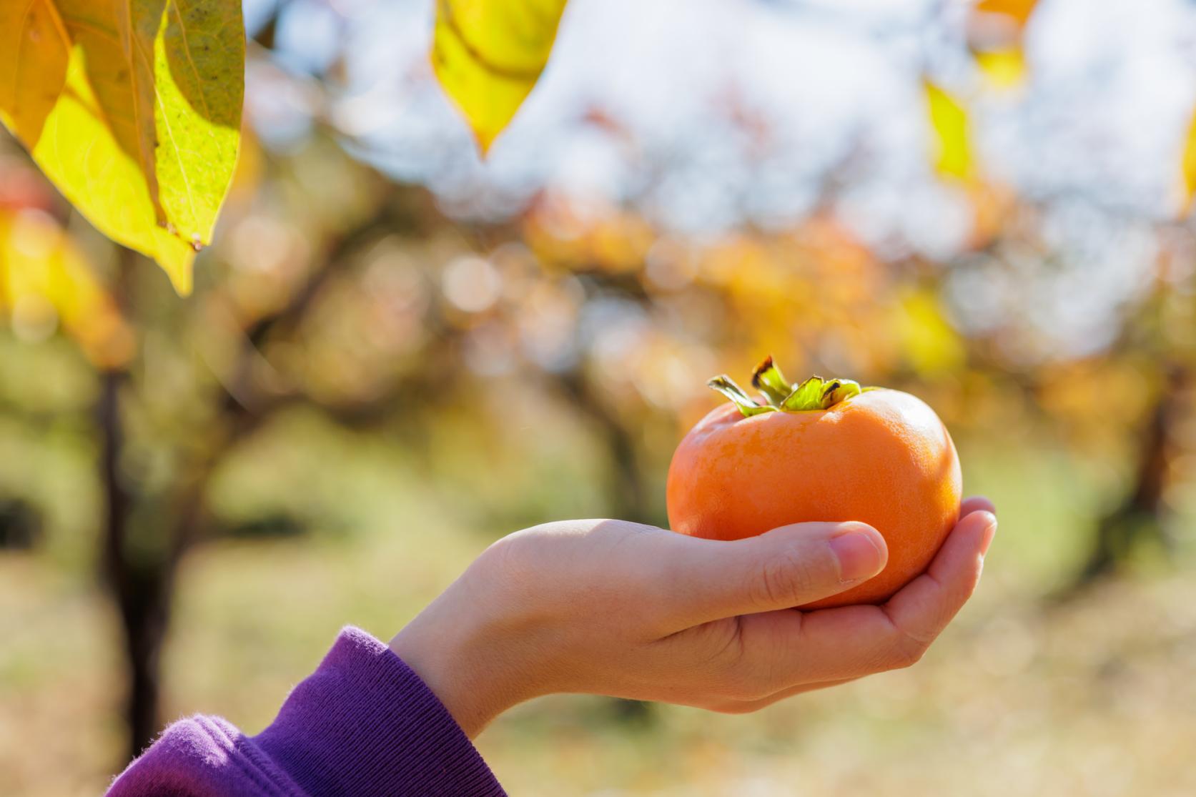 信ちゃん果樹園(朝倉市)