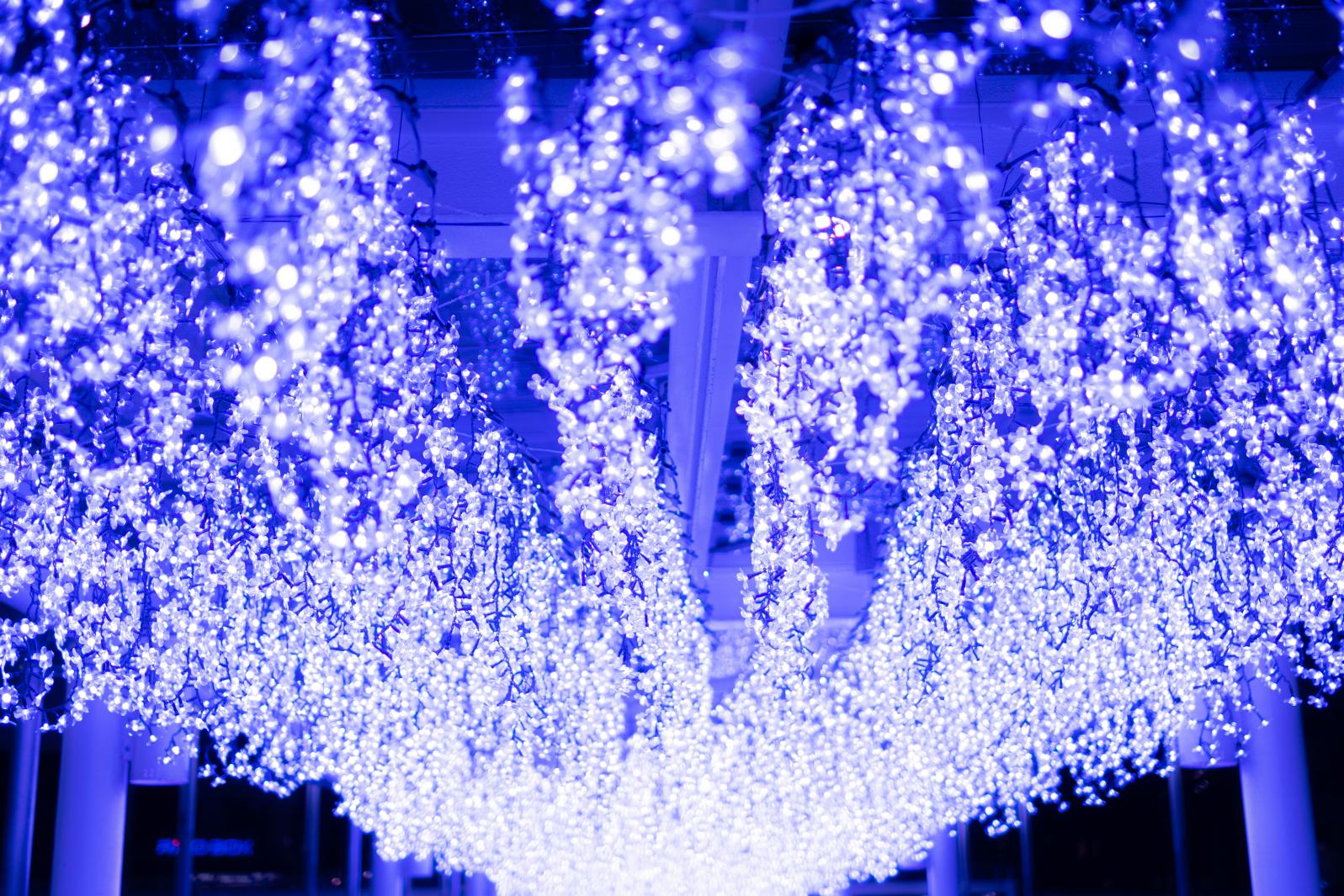 黒崎地区イルミネーション2025-1