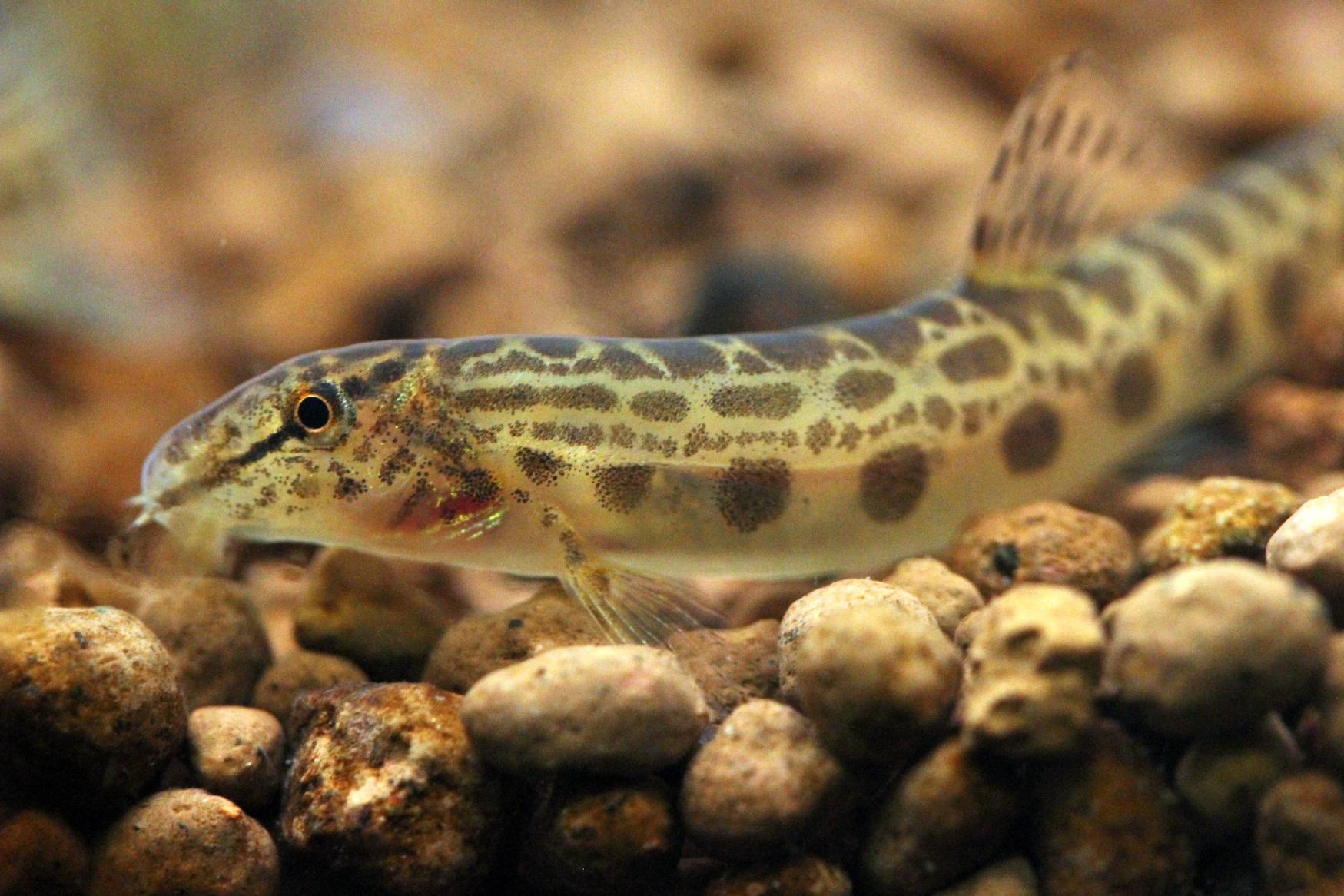 【マリンワールド海の中道】干支の生きもの展「福岡県の馬面な魚達」-1