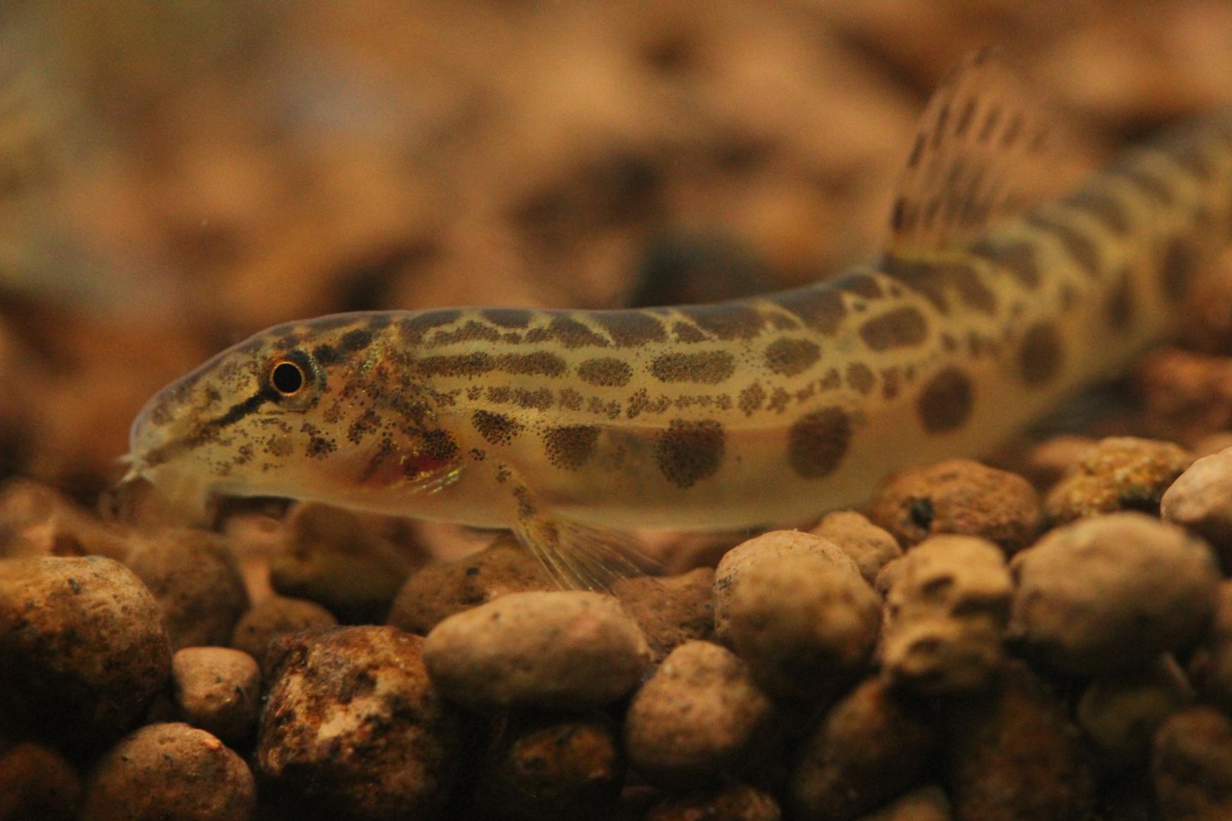 マリンワールド海の中道　干支の生きもの展「福岡県の馬面な魚達」
