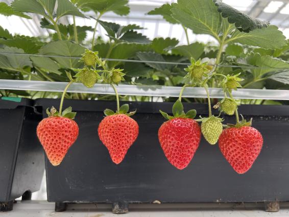 「津屋崎千軒」と「ふくつのいちご」展-2