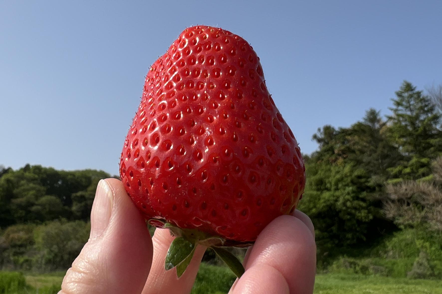 「津屋崎千軒」と「ふくつのいちご」展-1