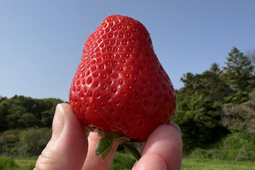 「津屋崎千軒」と「ふくつのいちご」展-1