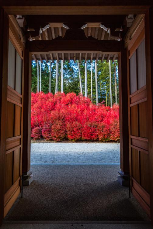 Doudan Tsutsuji (Enkianthus perulatus) at Nomiyama Kannon-ji Temple-0