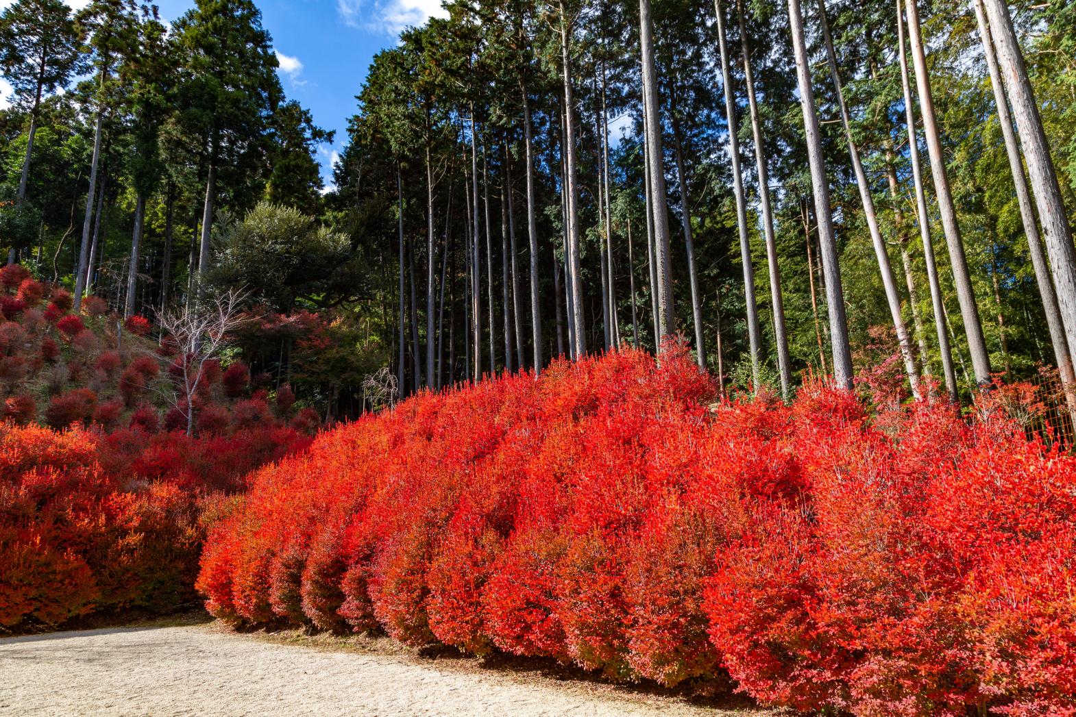 Doudan Tsutsuji (Enkianthus perulatus) at Nomiyama Kannon-ji Temple-1