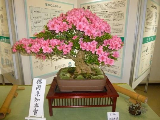 田主丸 さつき盆栽展（久留米市）-3