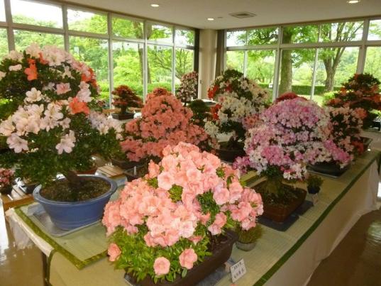 田主丸 さつき盆栽展（久留米市）-0