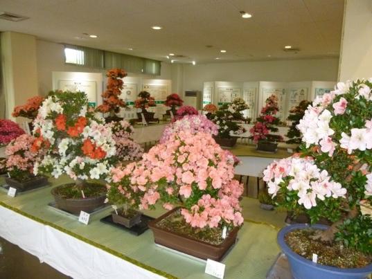田主丸 さつき盆栽展（久留米市）-2