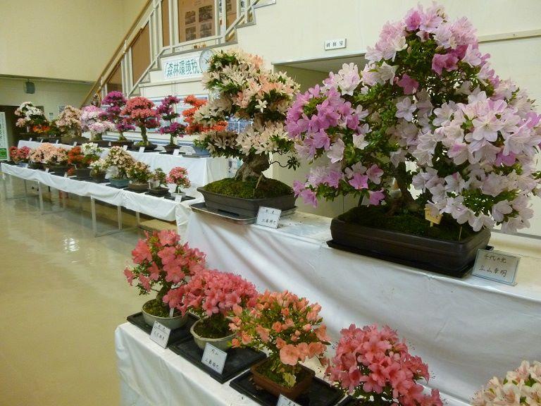 田主丸 さつき盆栽展（久留米市）-1