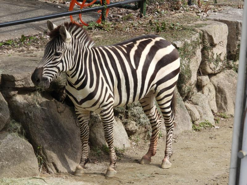 【福岡市動植物園】新春お年玉イベント-3