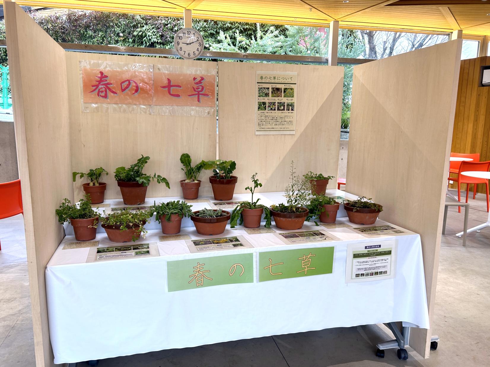 【福岡市動植物園】春の七草粥会-6