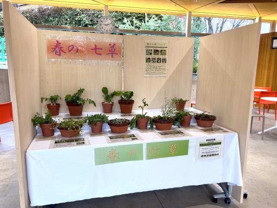 【福岡市動植物園】春の七草粥会-6