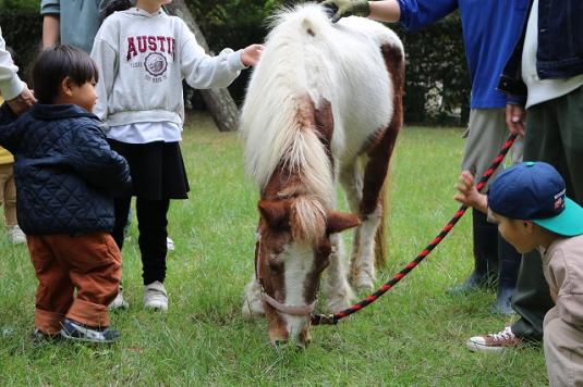 【海の中道海浜公園】新春ポニーふれあいサービス-0