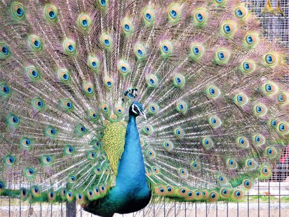 【久留米市鳥類センター】お正月イベント-4