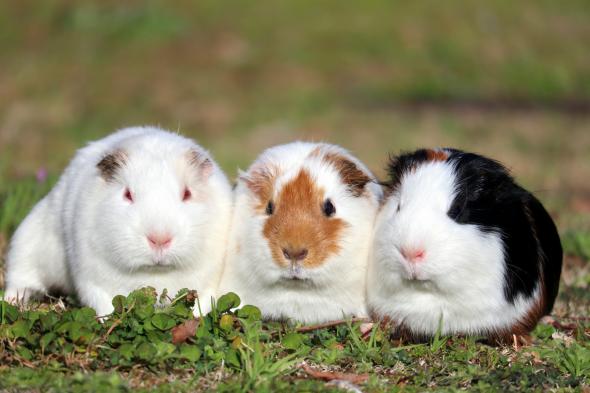 【久留米市鳥類センター】お正月イベント-0