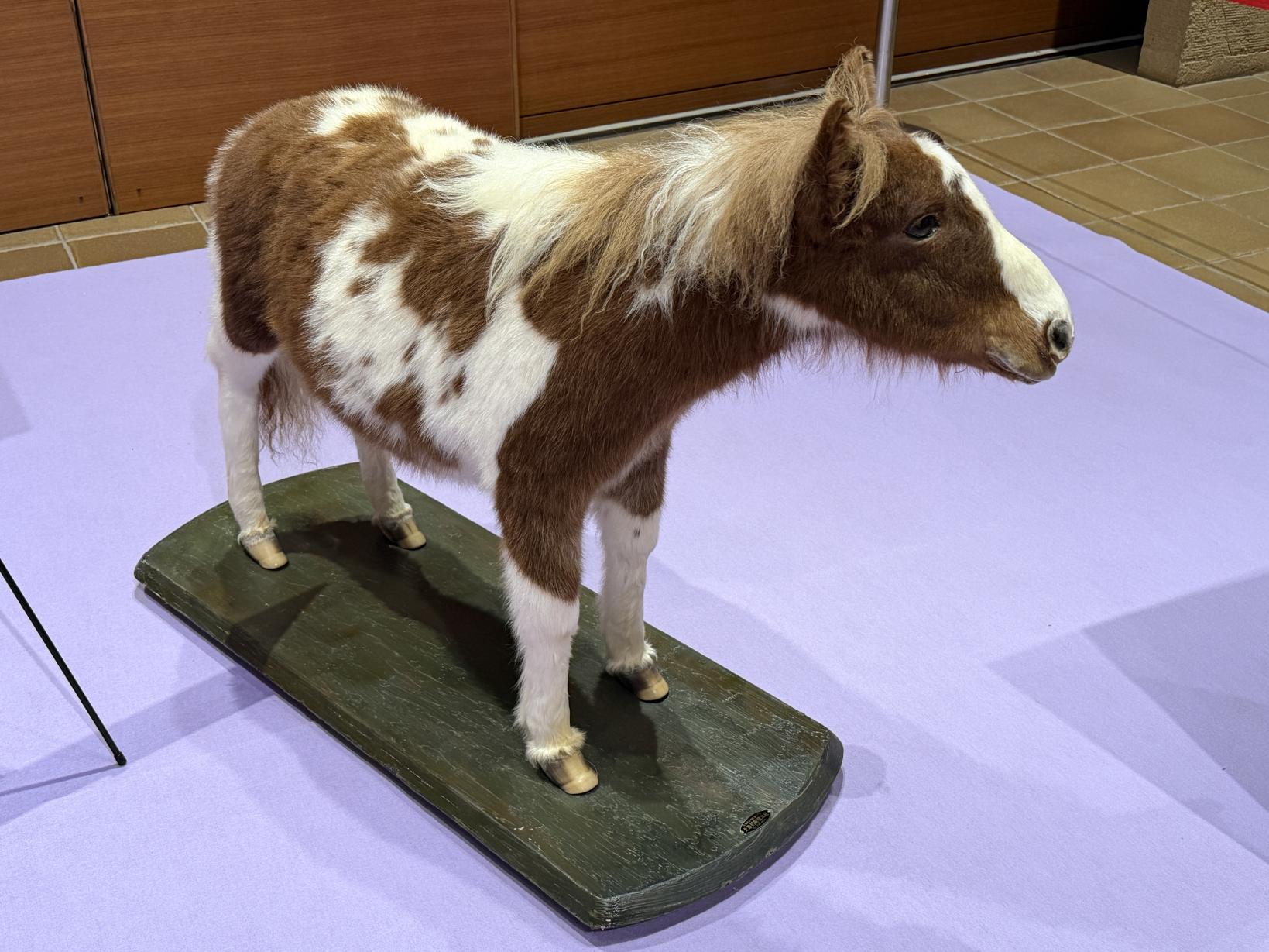 【いのちのたび博物館】干支展示-0