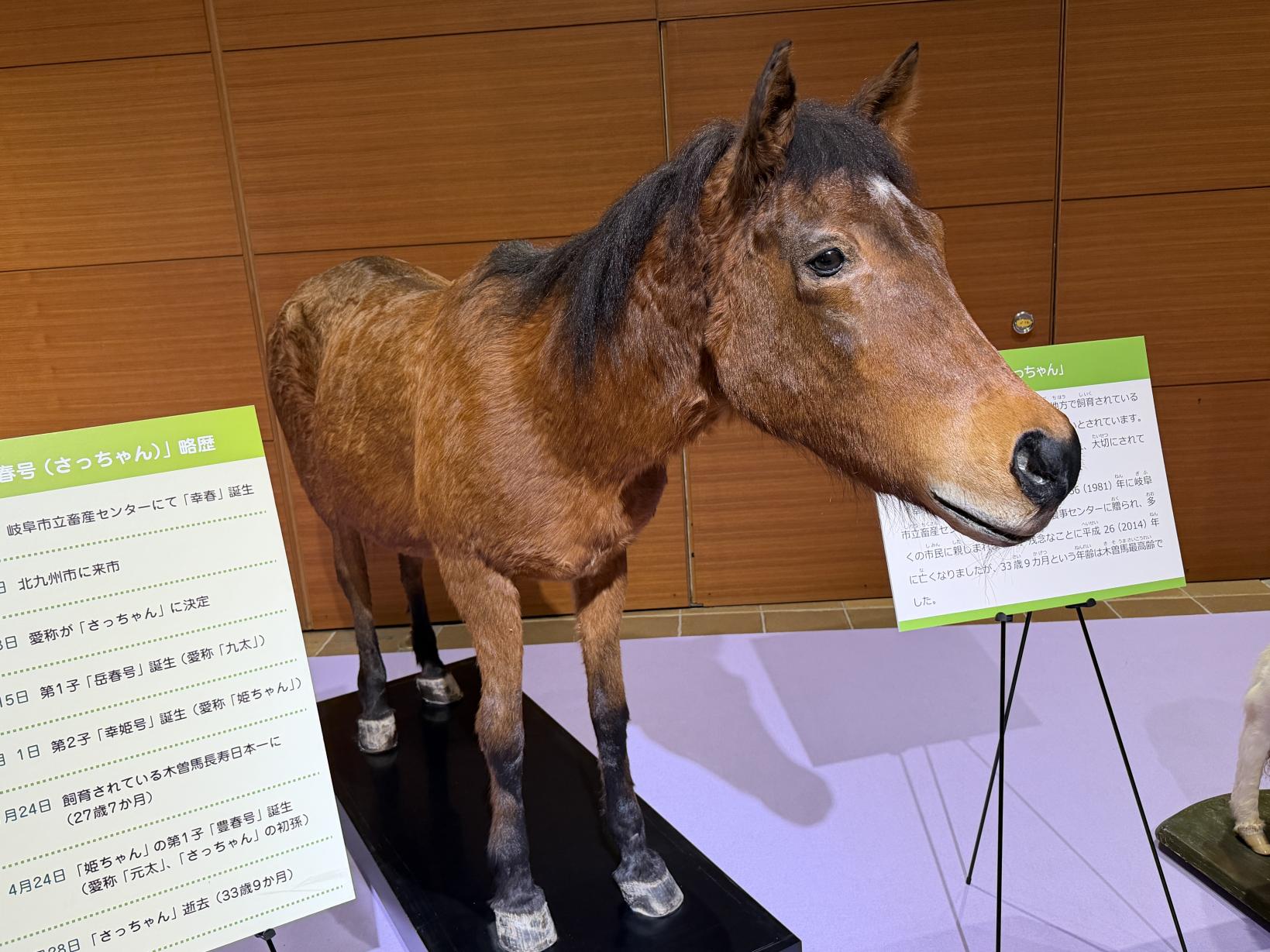 【いのちのたび博物館】干支展示-1