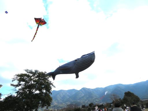 久留米ふれあい農業公園　たこあげ大会2026-7