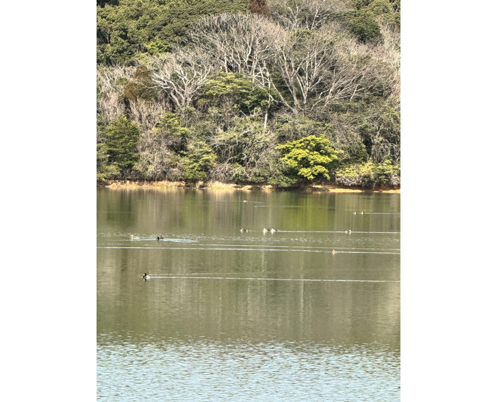 森林セラピー＆脳と心のエイジング講座-8