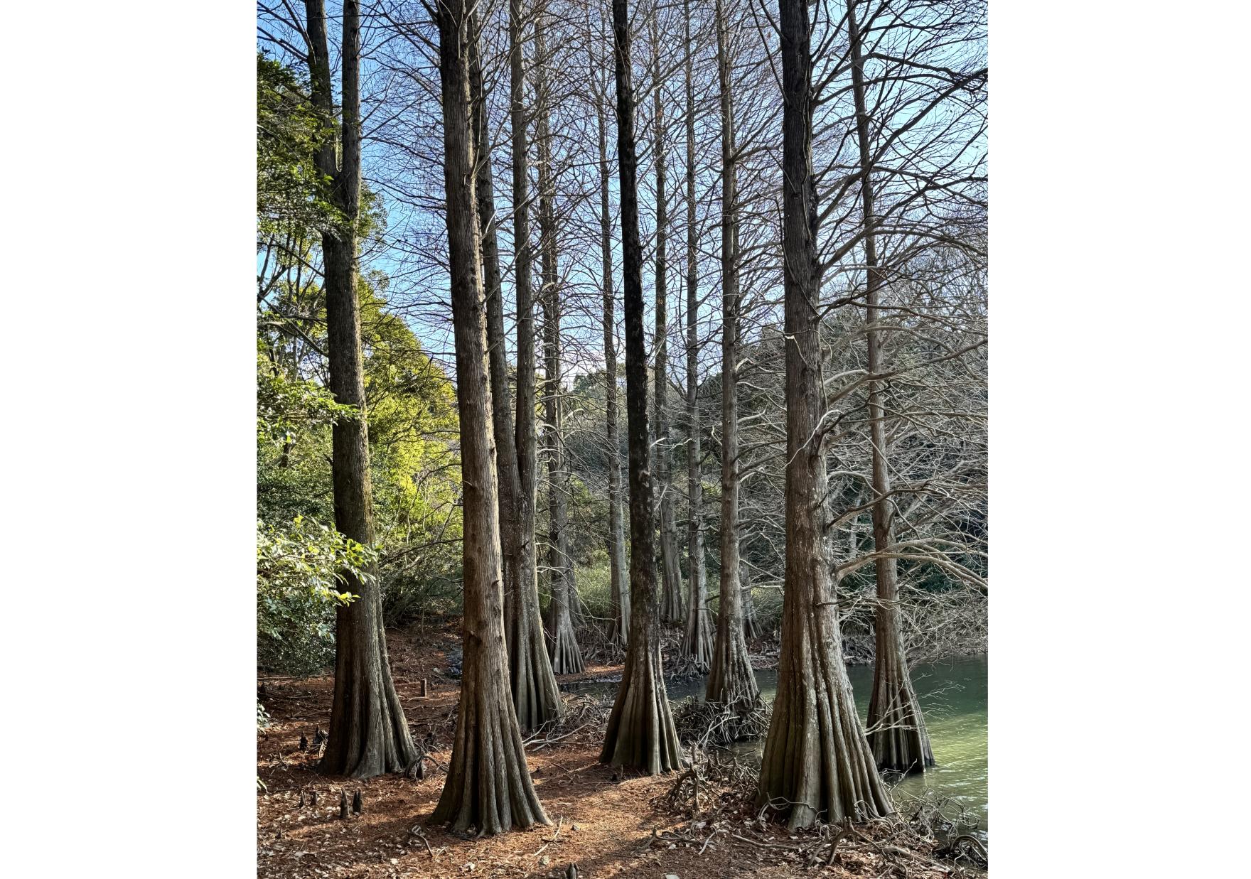 森林セラピー＆脳と心のエイジング講座-6