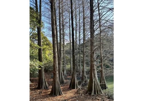 森林セラピー＆脳と心のエイジング講座-6