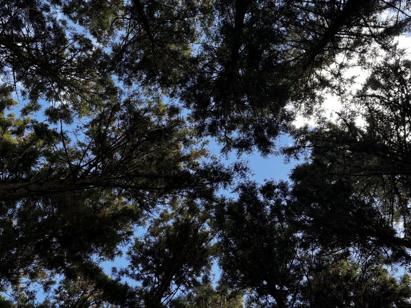 森林セラピー＆脳と心のエイジング講座-9