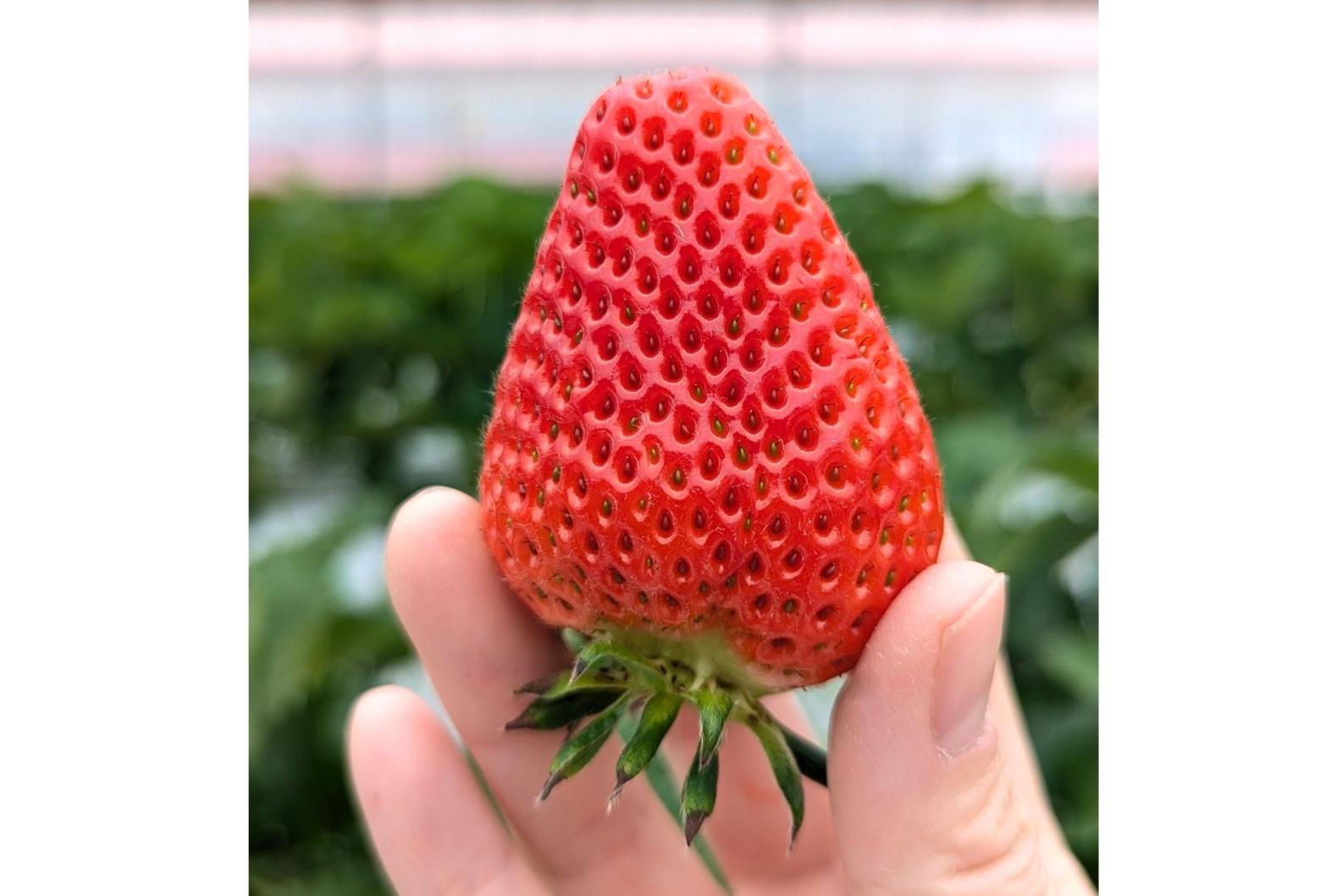 新フルーツ王国・筑後おごおり　プレミアムいちご狩りツアー-0