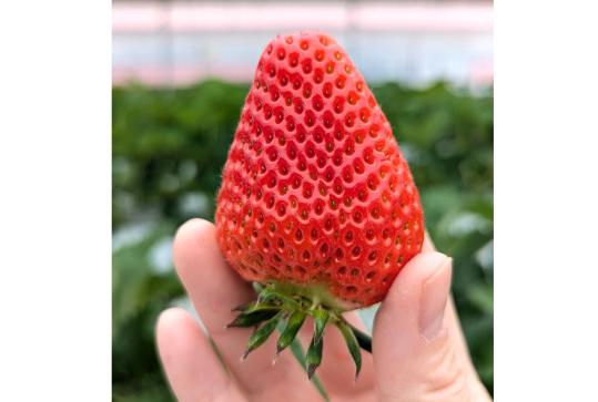 新フルーツ王国・筑後おごおり　プレミアムいちご狩りツアー-0