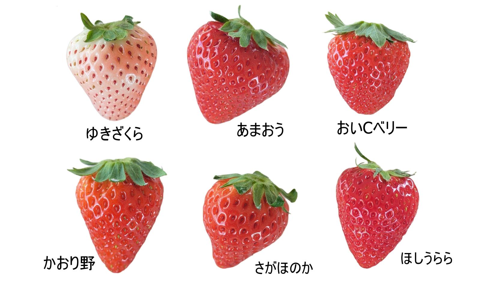 新フルーツ王国・筑後おごおり　プレミアムいちご狩りツアー-2