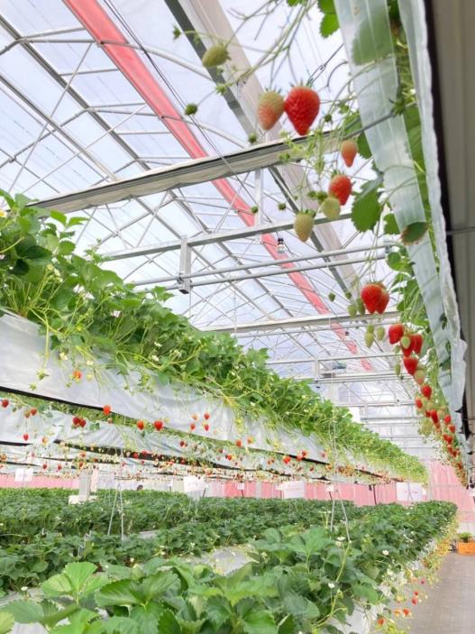 新フルーツ王国・筑後おごおり　プレミアムいちご狩りツアー-1