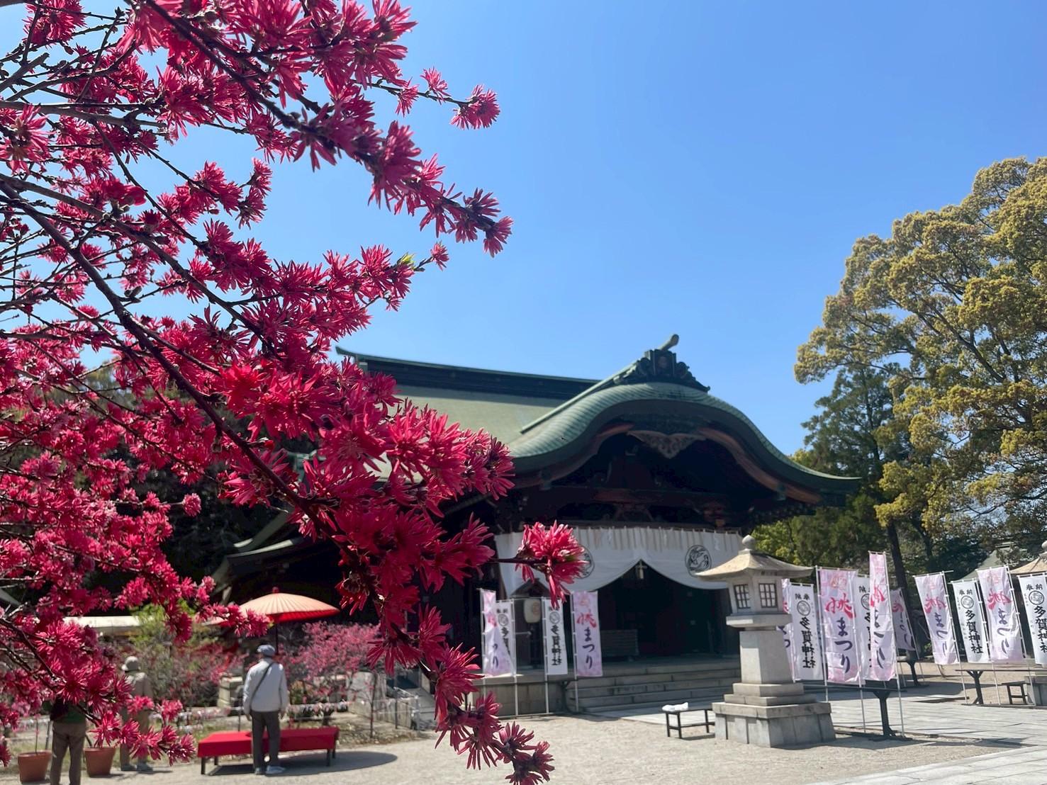 【多賀神社】桃まつり-1