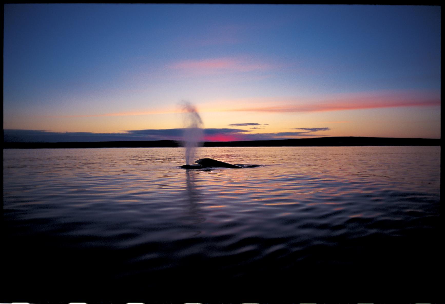【大野城心のふるさと館】写真展 星野道夫 悠久の時を旅する-4