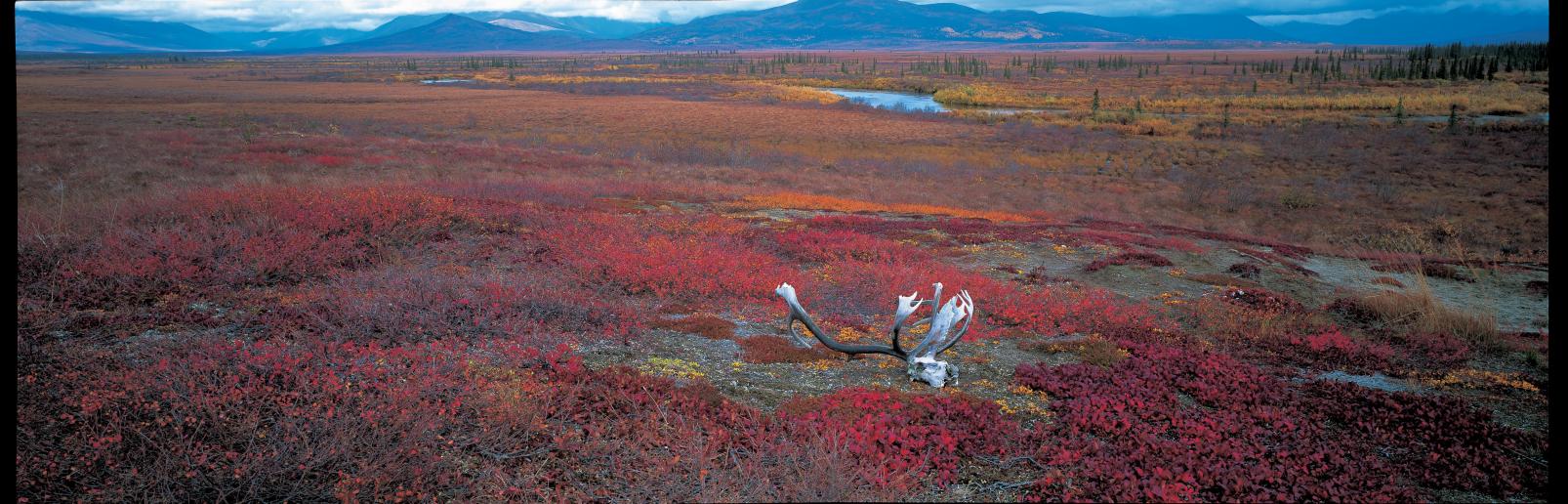 【大野城心のふるさと館】写真展 星野道夫 悠久の時を旅する-2
