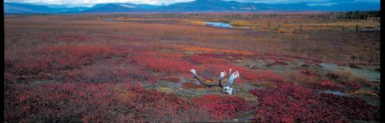 【大野城心のふるさと館】写真展 星野道夫 悠久の時を旅する-2