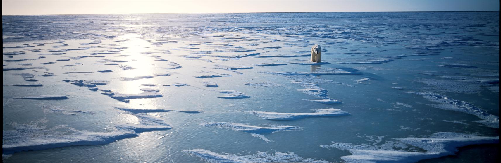 【大野城心のふるさと館】写真展 星野道夫 悠久の時を旅する-1
