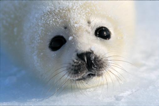 【大野城心のふるさと館】写真展 星野道夫 悠久の時を旅する-0