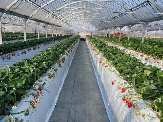 いちごきらり みのうヴィレッジ-1