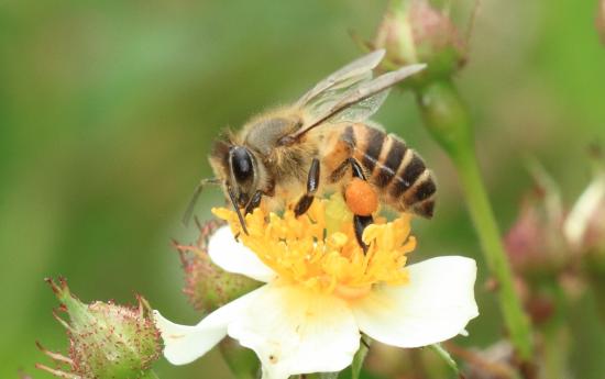 初心者向けニホンミツバチ飼育講座2026-0