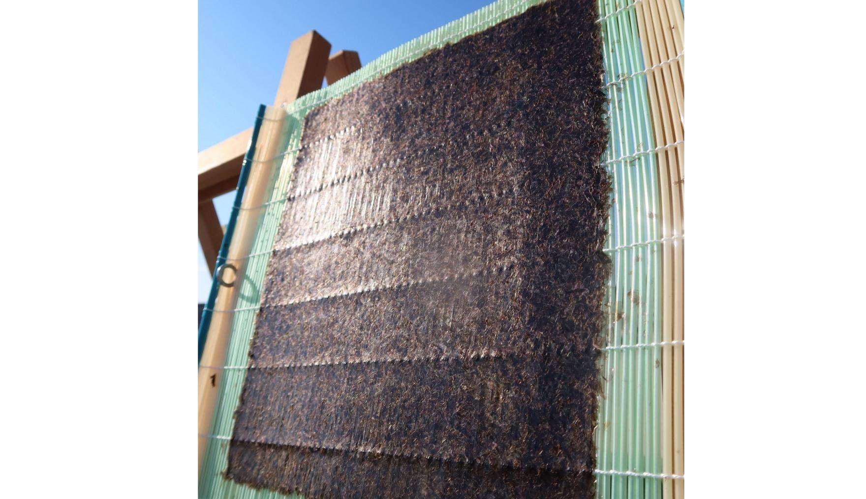 海苔すき体験・工場見学＆食の体験-2