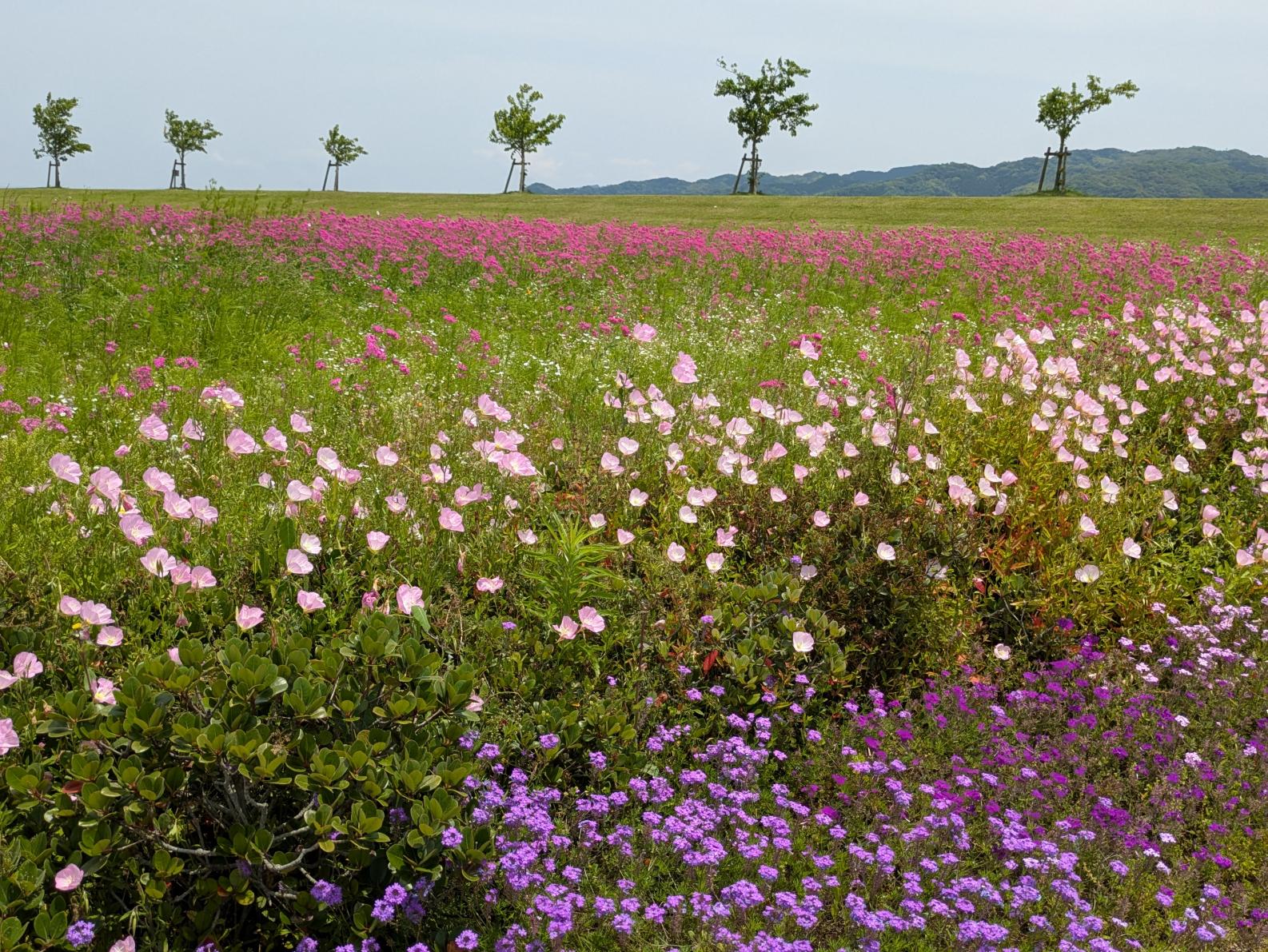 【福岡県営筑後広域公園】体験エリアのワイルドフラワー-2