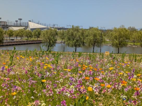 【福岡県営筑後広域公園】体験エリアのワイルドフラワー-1