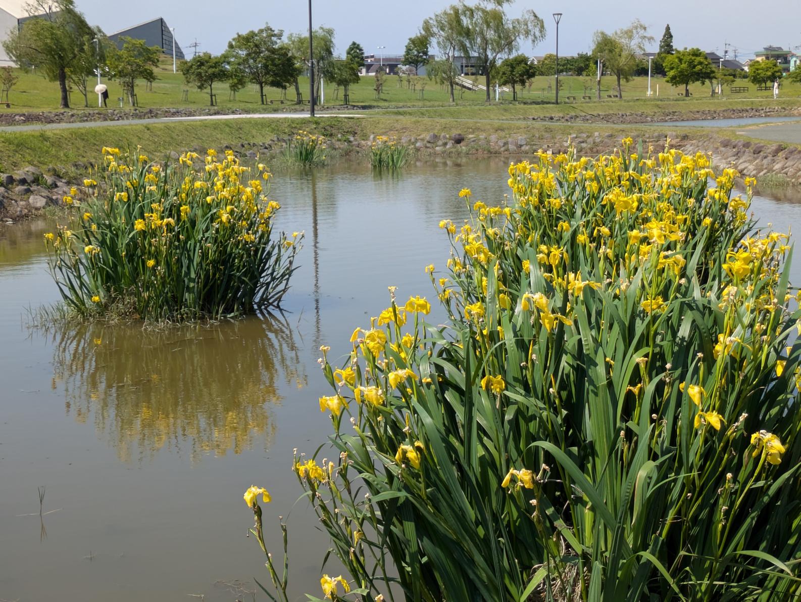 【福岡県営筑後広域公園】体験エリアのワイルドフラワー-4