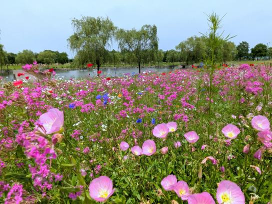 【福岡県営筑後広域公園】体験エリアのワイルドフラワー-3